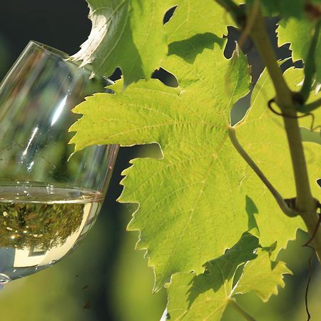 Weingut Rosenbaum Apartment Бридел Екстериор снимка